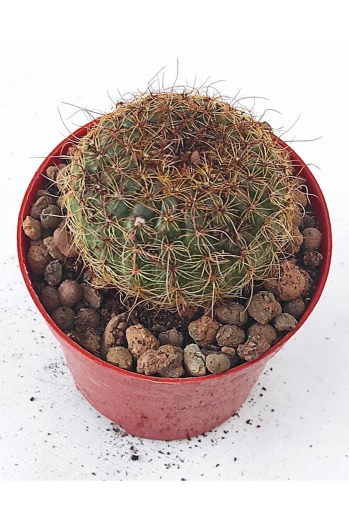 Pagoda Kaktüs-cactus-10,5 cm Saksı-ref 19a