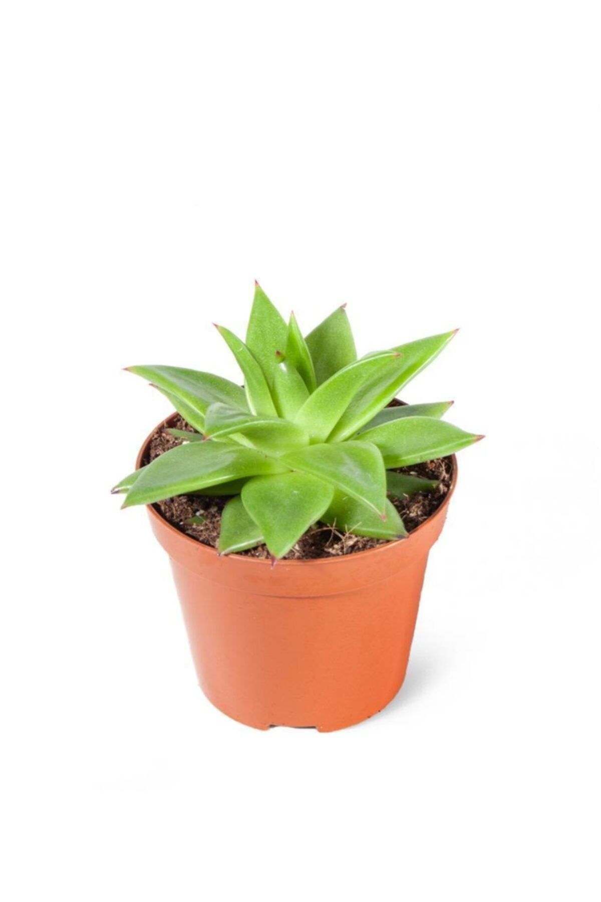 SFF Moda Echeveria Corderoy 8,5cm Ø - Sukulent