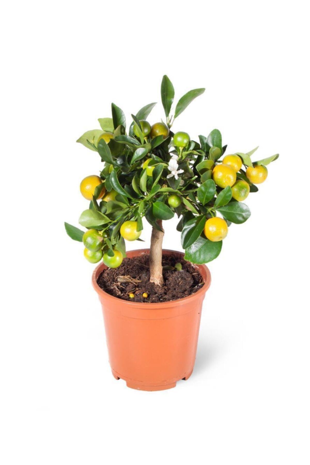 SFF Moda Citrus Calamondin 15cm Ø - Dış Mekan Çiçekli Bitki