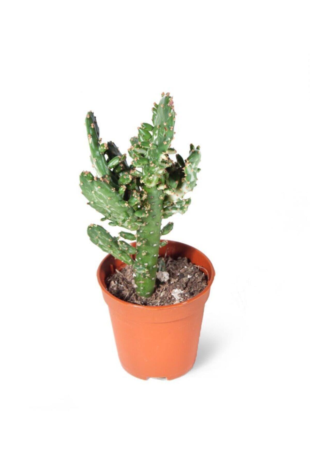 SFF Moda Opuntia Monacantha Variegata 5,5cm Ø - Kaktüs