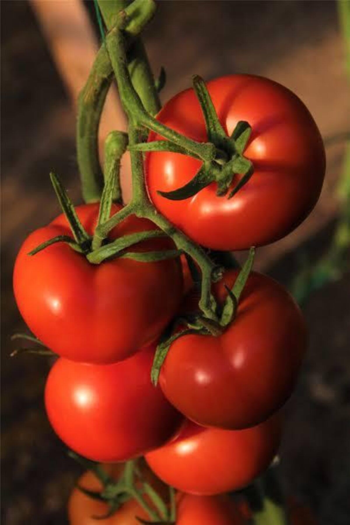 Natural Kumluca Domates