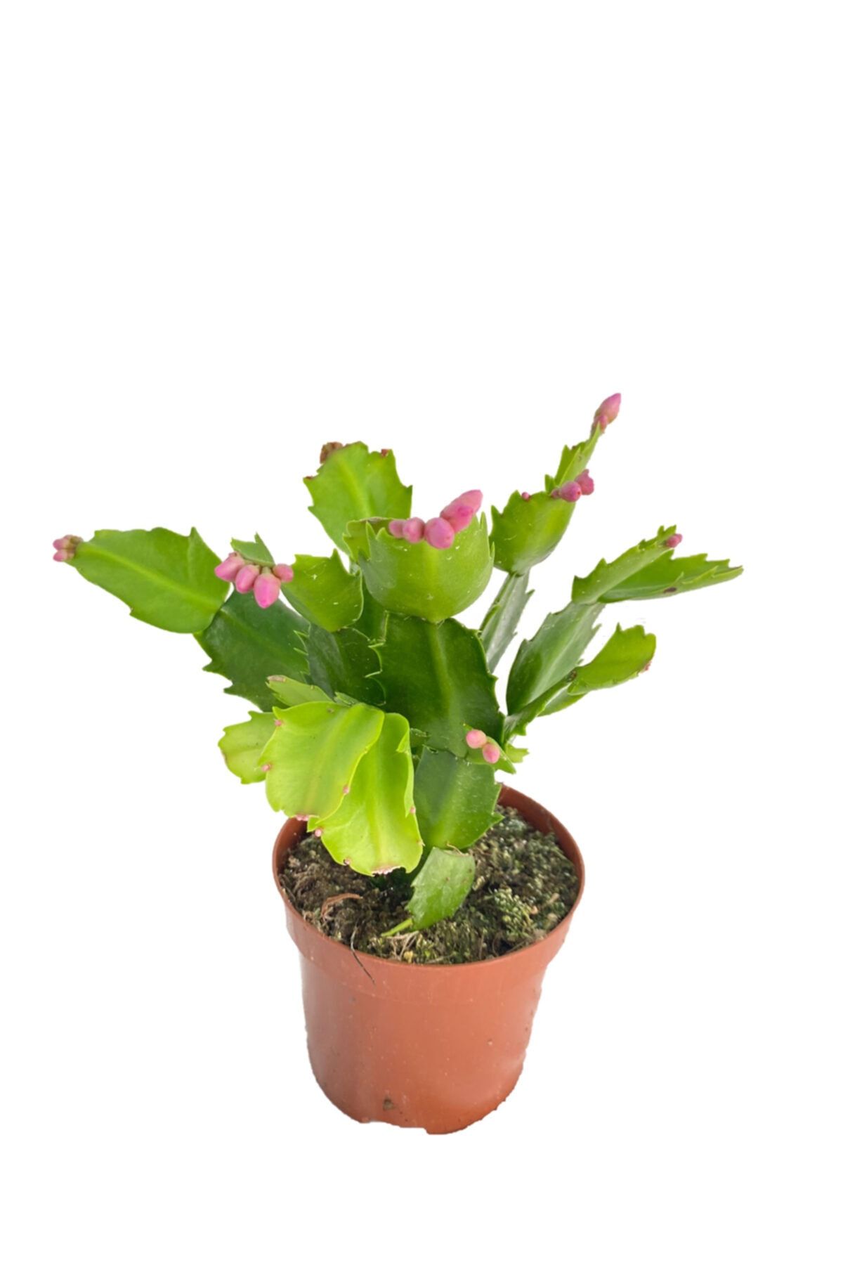 Sukulent Bahçem Schlumbergera (yılbaşı Kaktüsü) 8,5 Cm Saksıda Pembe Çiçekli