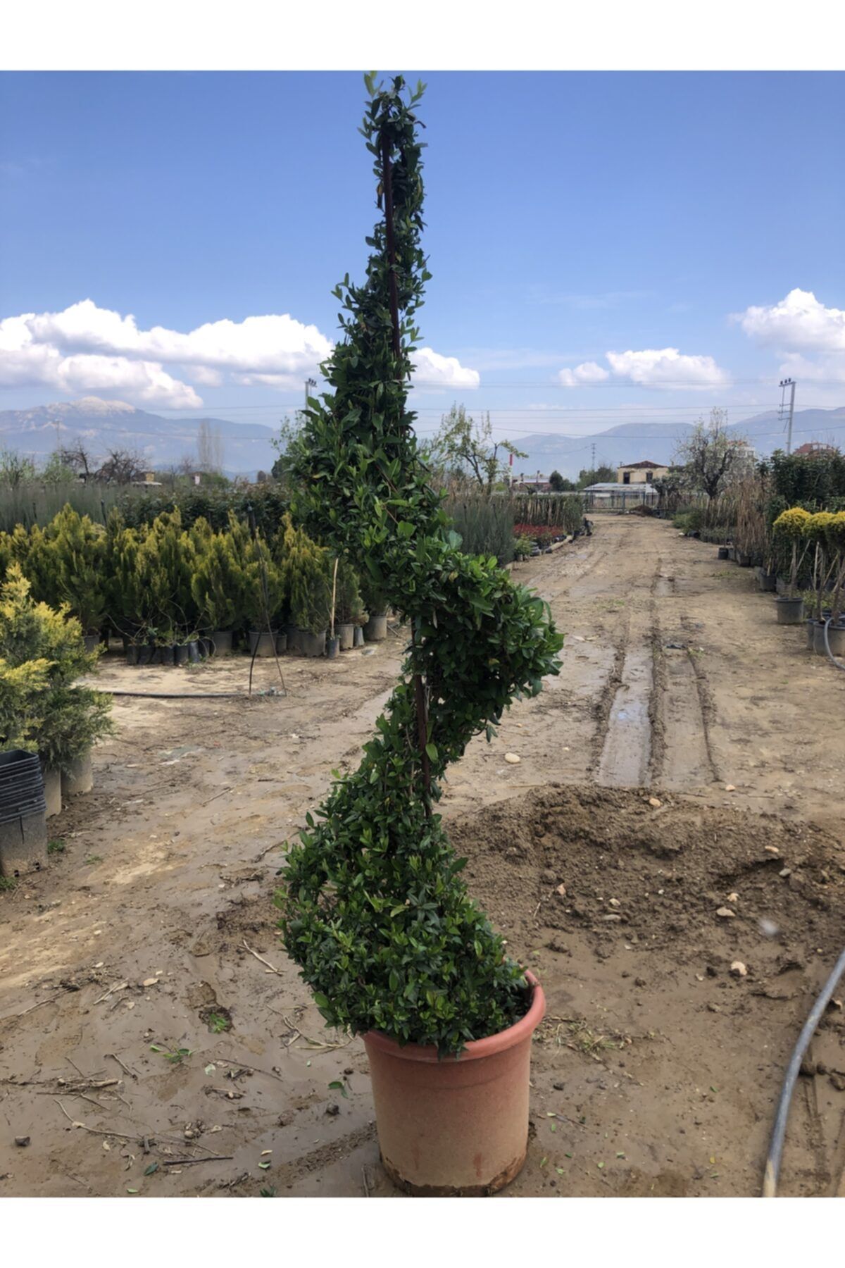 Bahçe Garden Spirial Hanımeli 45litre Saksıda 200cm(özel Üretim)
