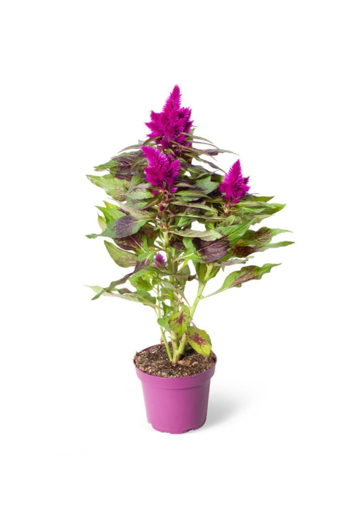SFF Moda Celosia Deep Purple 12cm Ø - Dış Mekan Çiçekli Bitki