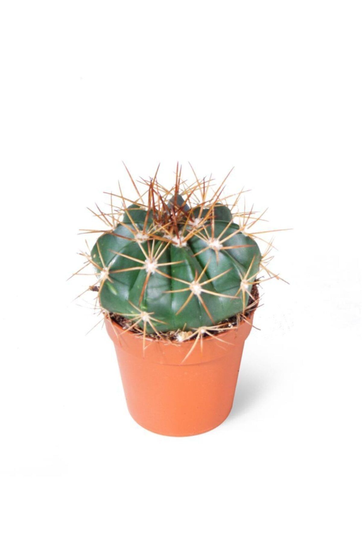 SFF Moda Melocactus Brevispinus 5,5cm Ø - Kaktüs