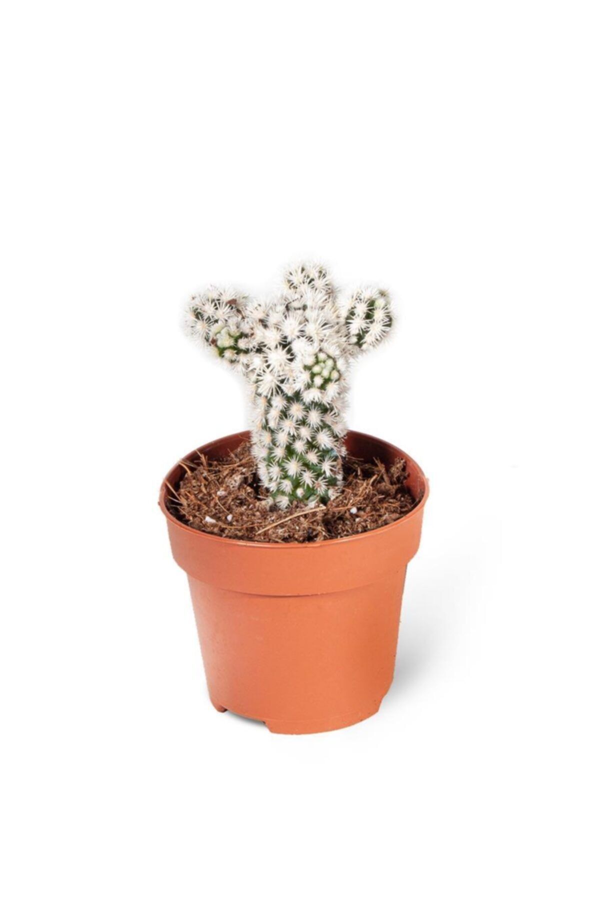 SFF Moda Mammillaria Gracilis Arizona Snowcap 5cm Ø - Kaktüs