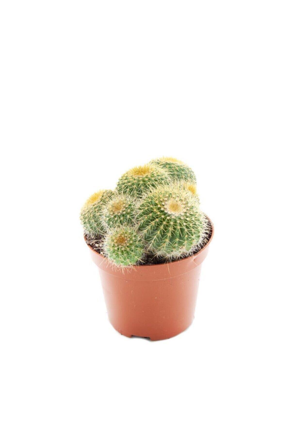 SFF Moda Notocactus Leninghausii Group 5,5cm Ø - Kaktüs