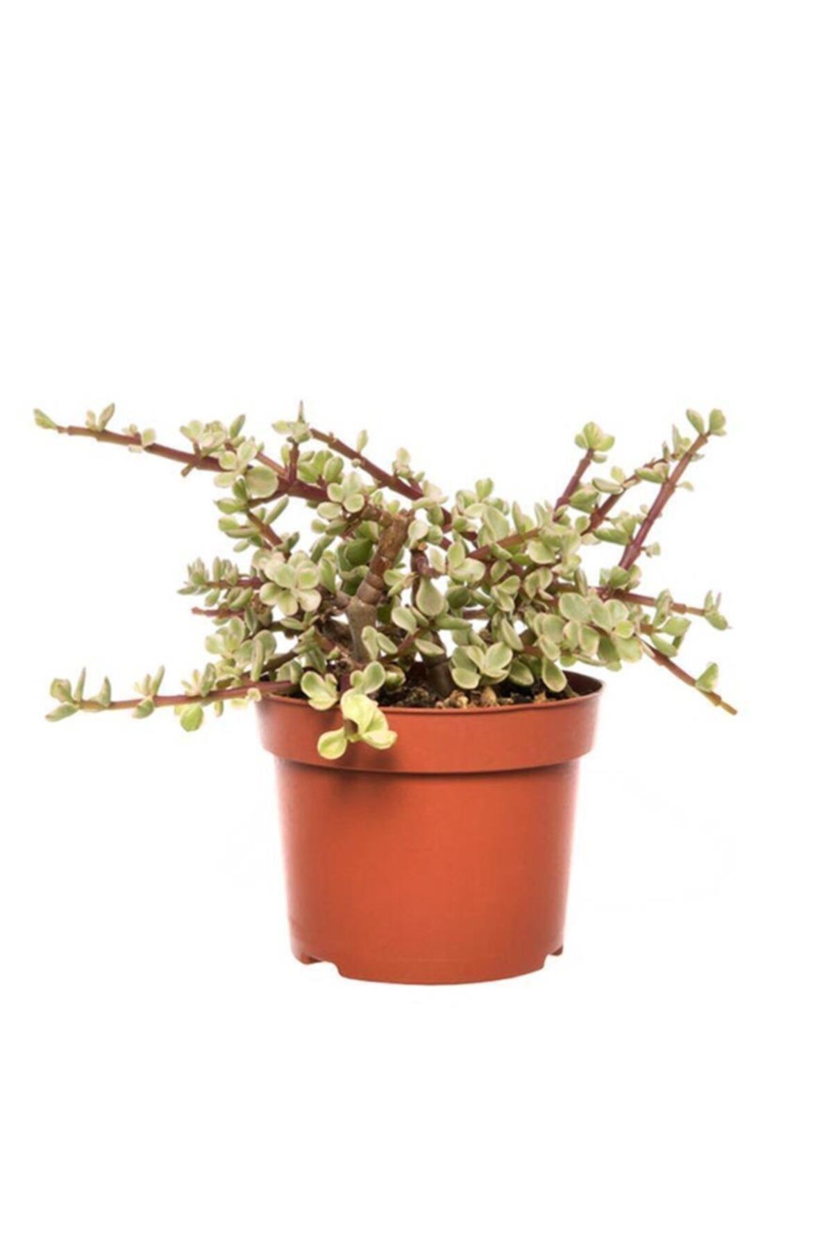 SFF Moda Portulacaria Afra 17cm Ø - Sukulent