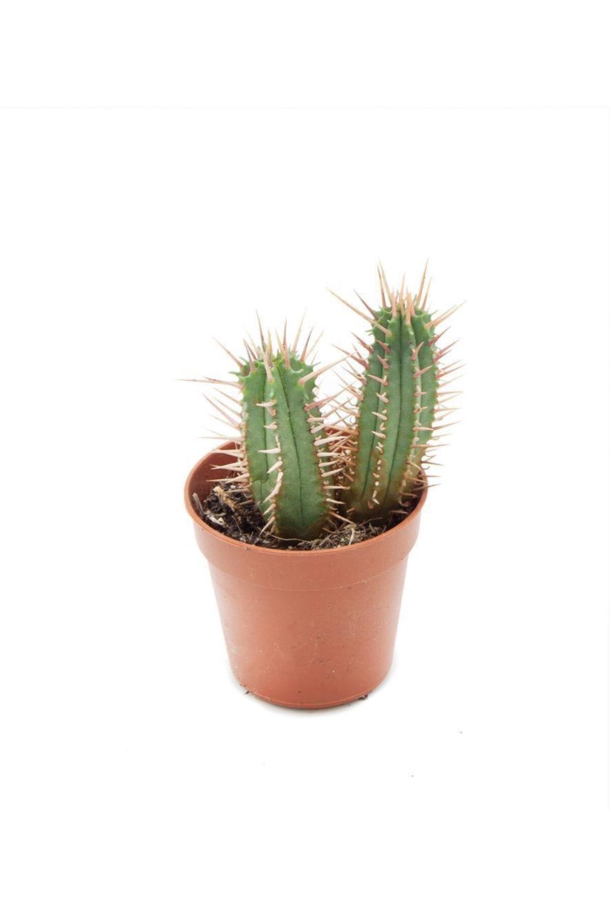 SFF Moda Euphorbia Enopla 5,5cm Ø - Kaktüs