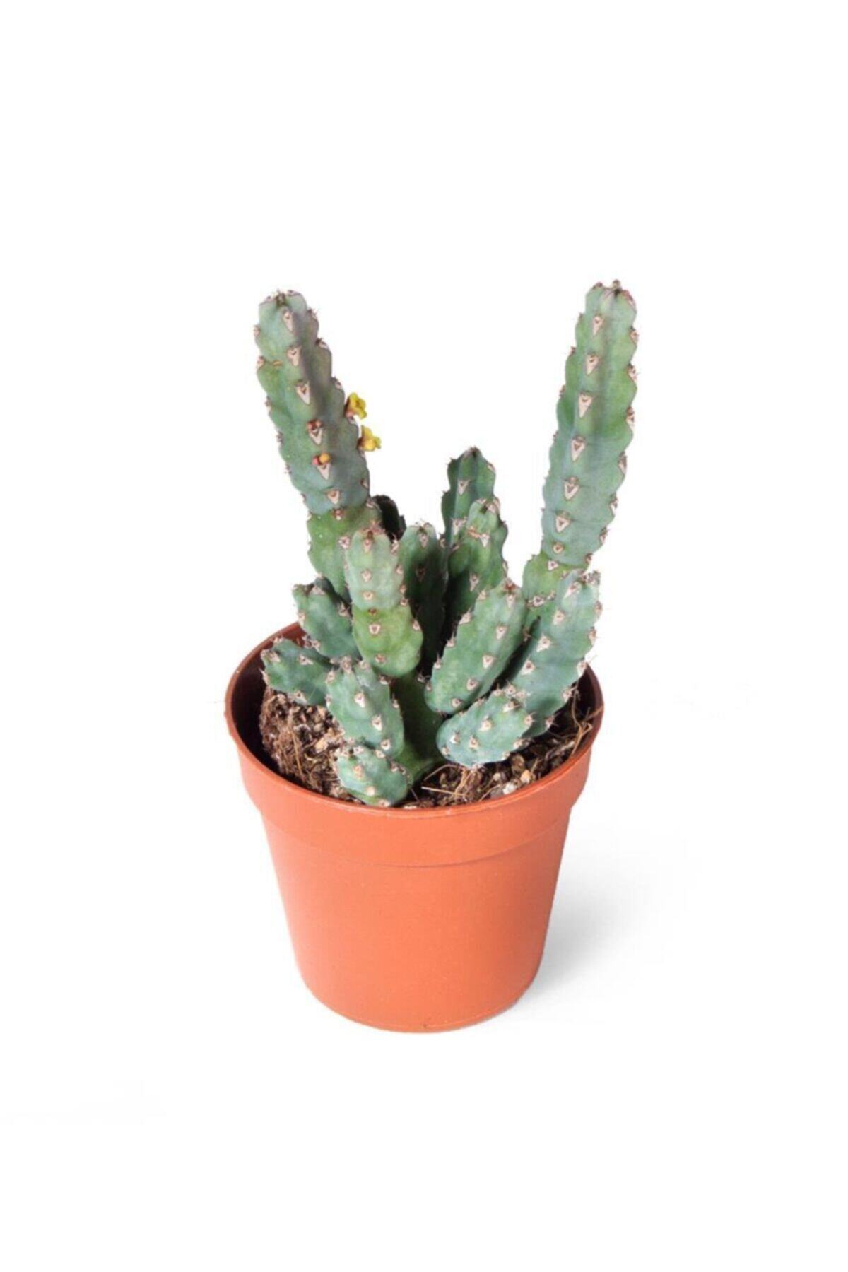 SFF Moda Euphorbia Debilispina 6cm Ø - Kaktüs