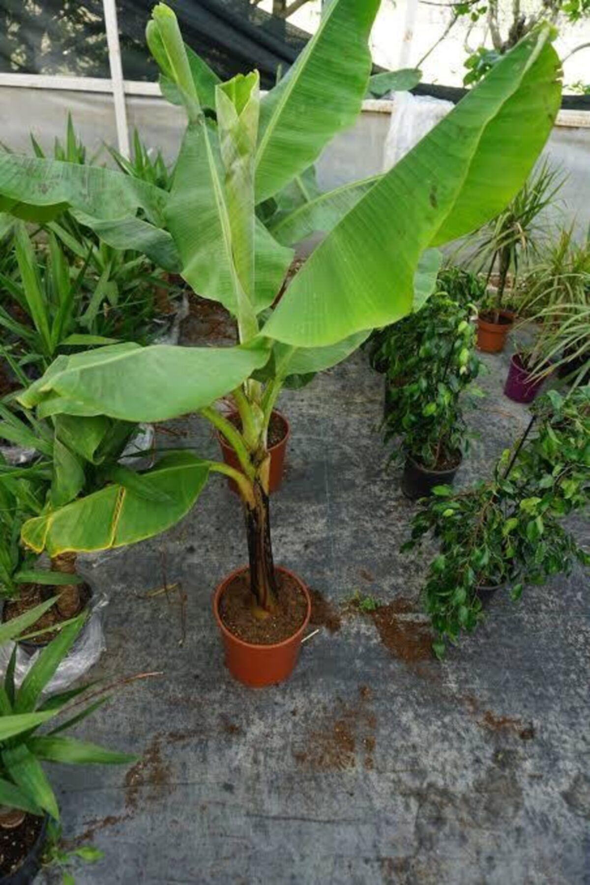 Alanyatropikal Sakalı 6 Adet Muz Fidanı 80 120 Santim Boy Arası