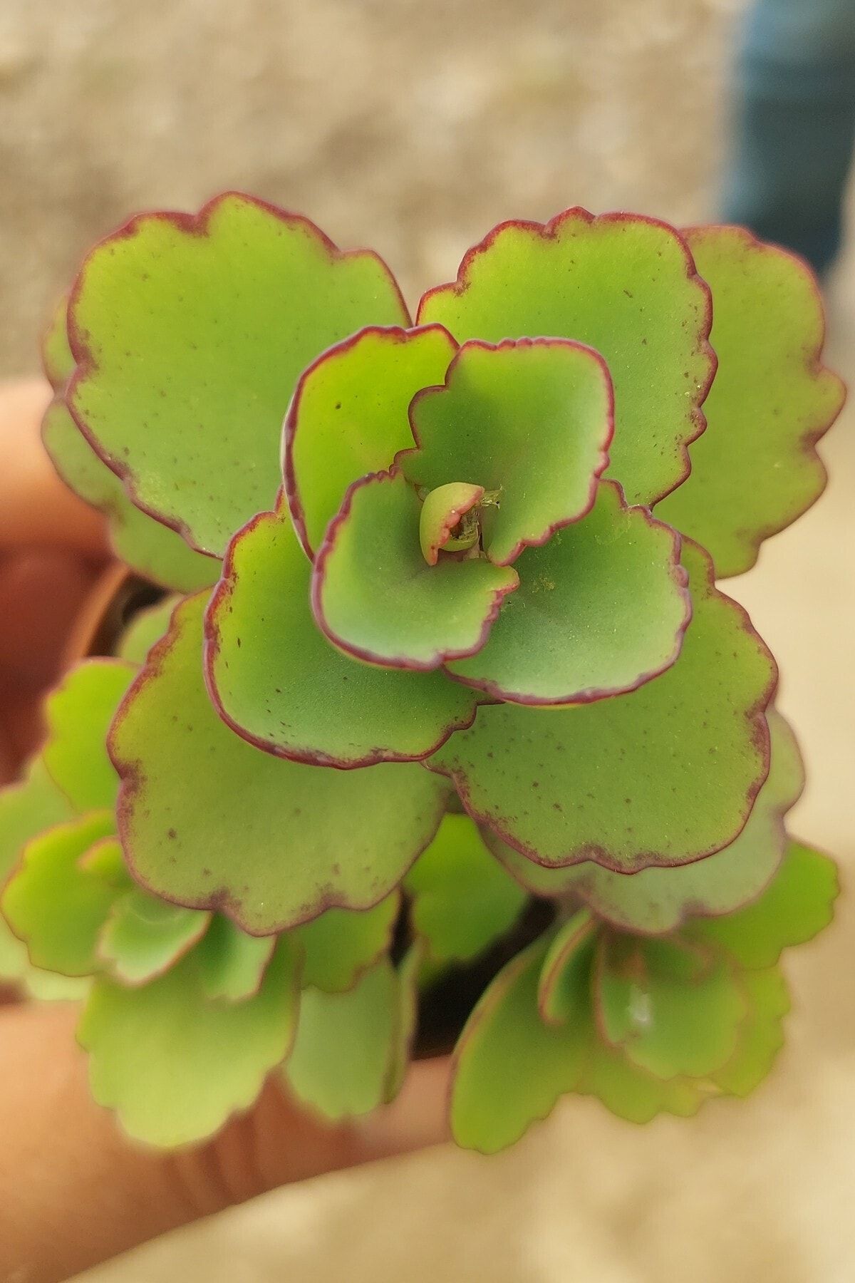 ÇİÇEKFLİX Kalanchoe Laxiflora Baker /sukulent Kalonşo 5.5 Cm
