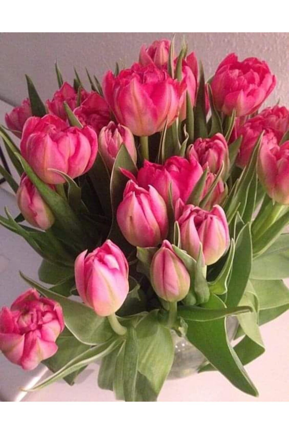 NANDİNA BOTANİK 4 Adet Double Hollanda Lale Soğanı Pembe