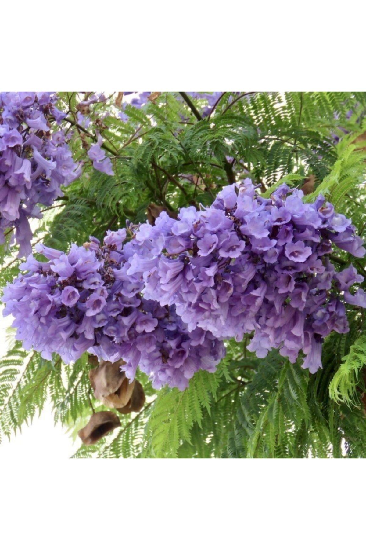 Mutlu Paket Tüplü Kokulu Jacaranda Ağacı (jakaranda) Fidanı (100-150 Cm)