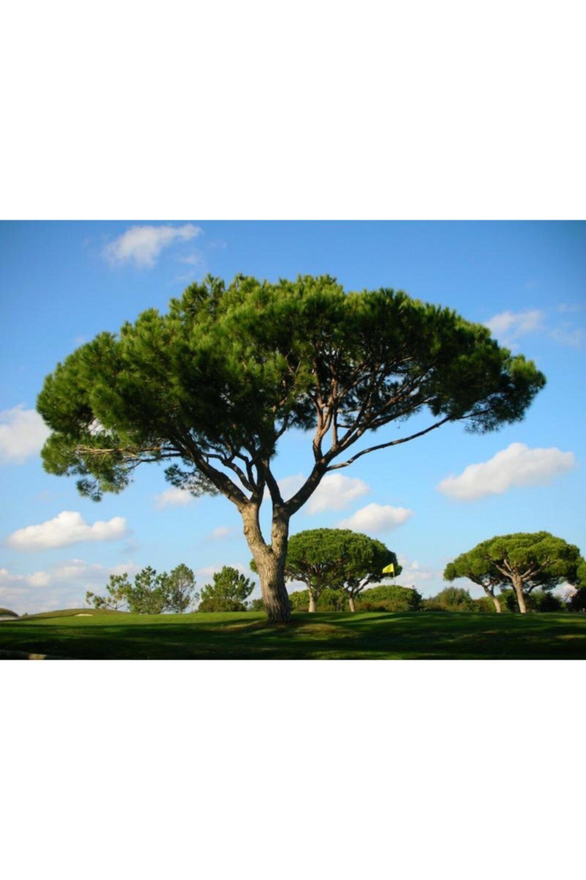 Tunç Botanik Fıstık Çamı Fidanı 10 Adet - Pinus Pinea