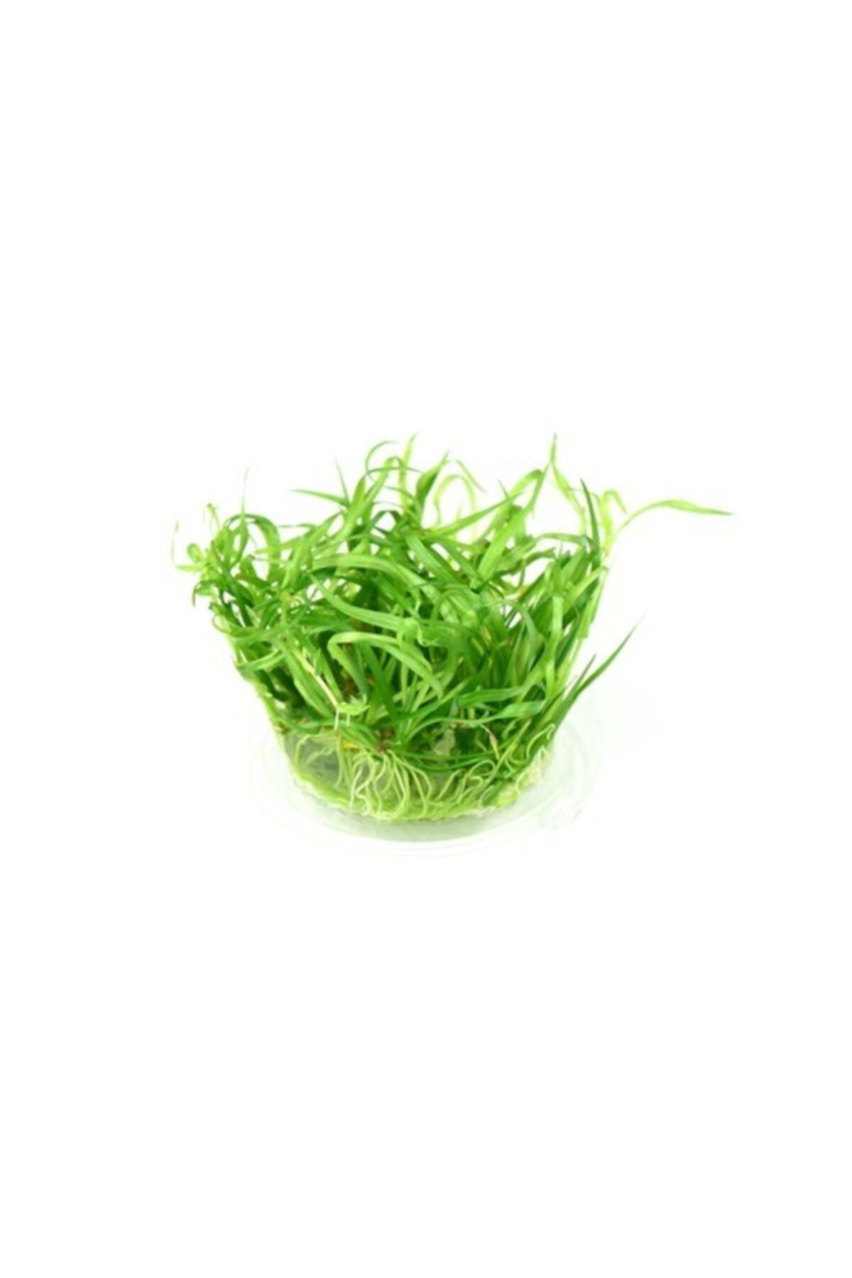 Sakura 150 Cc In Vitro Helanthium Tenellum