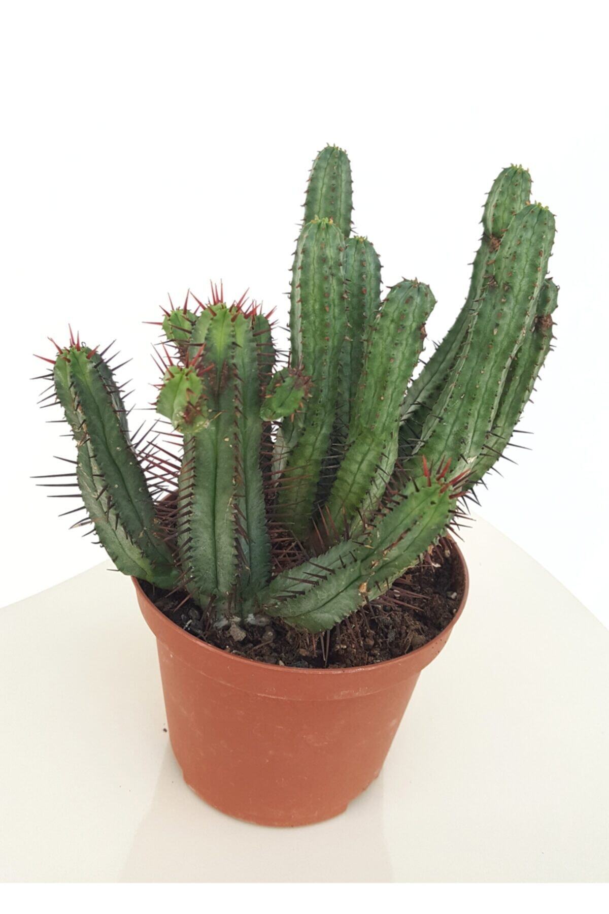 Hilal Garden Euphorbia Enopla Ithal Koleksiyonluk Özel Tür Kaktüs