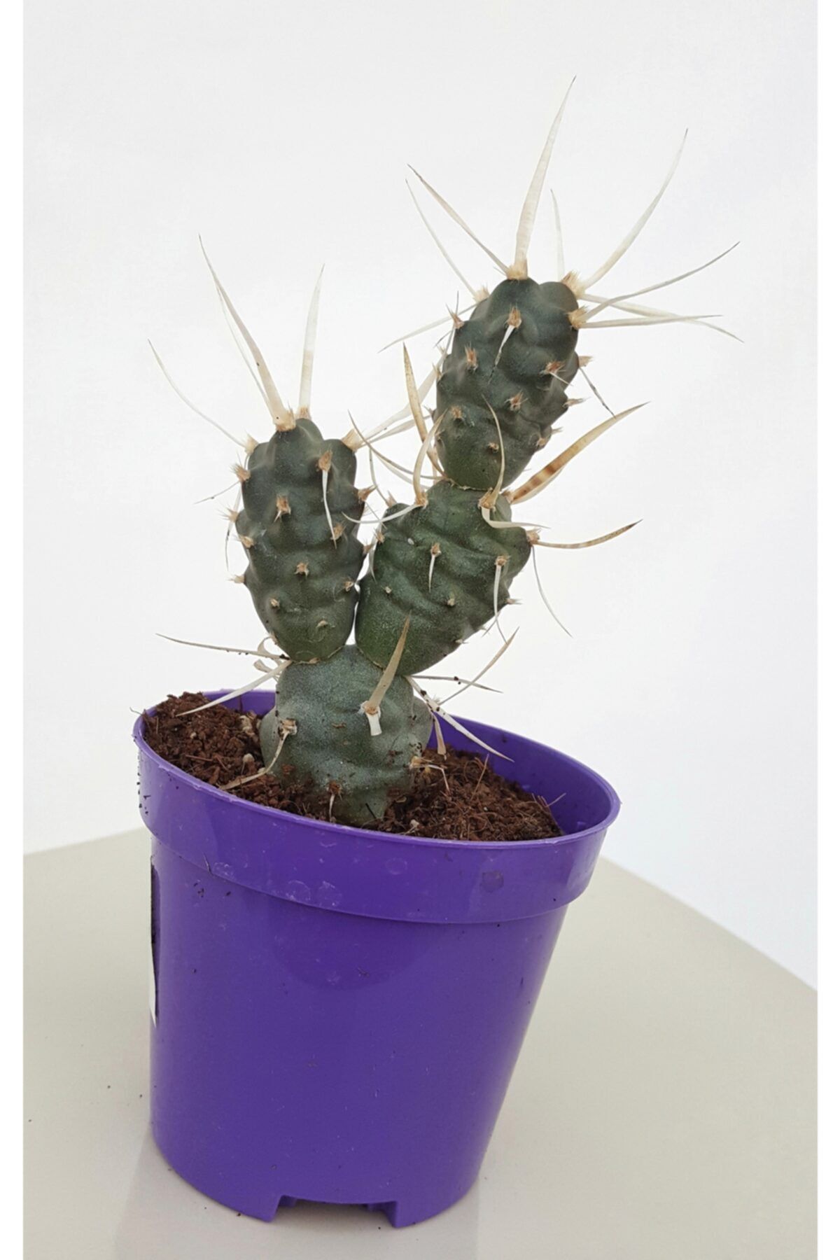 Hilal Garden Tephrocactus Papyracanthus Ithal Özel Tür Kaktüs