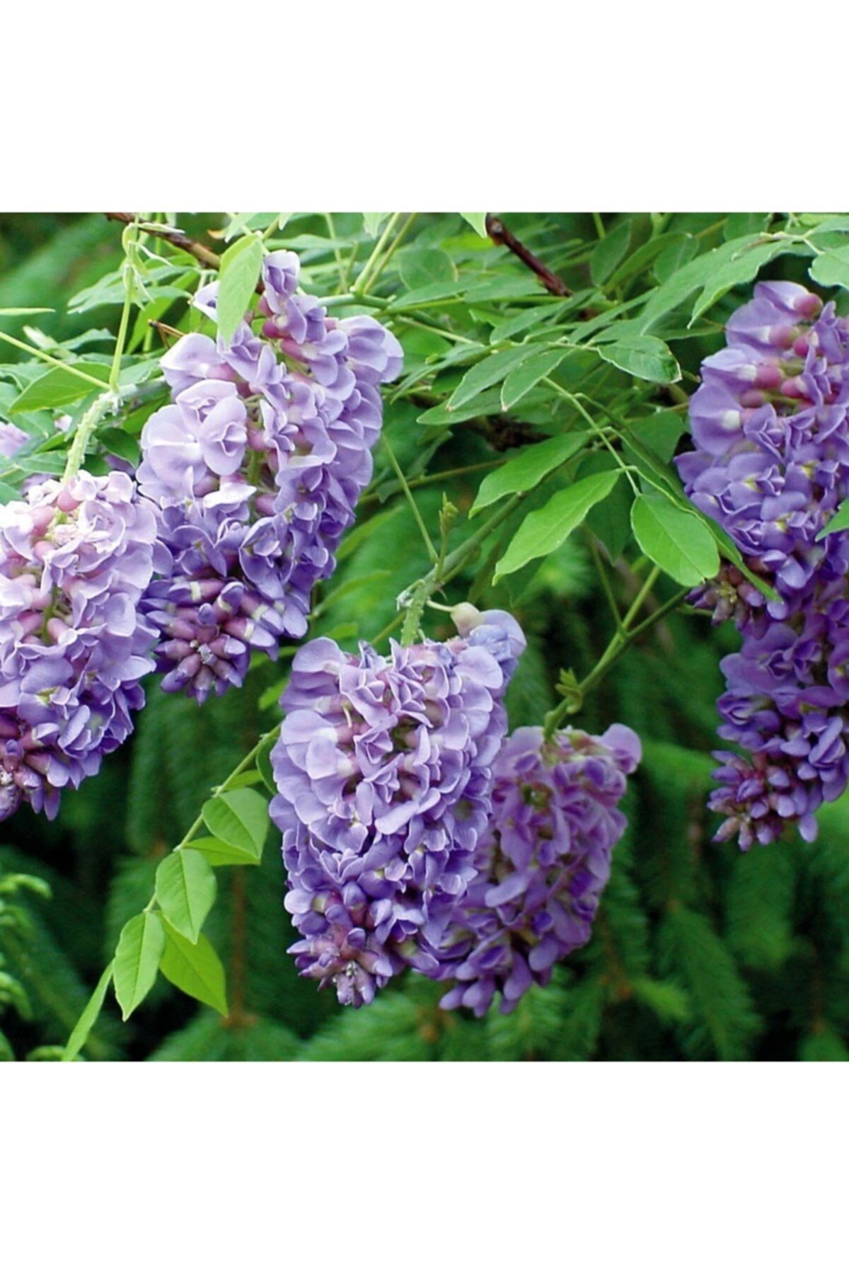 Mutlu Paket Tüplü Yoğun Kokulu Wisteria Amethyst Falls Fuşya Mor Salkım Fidanı