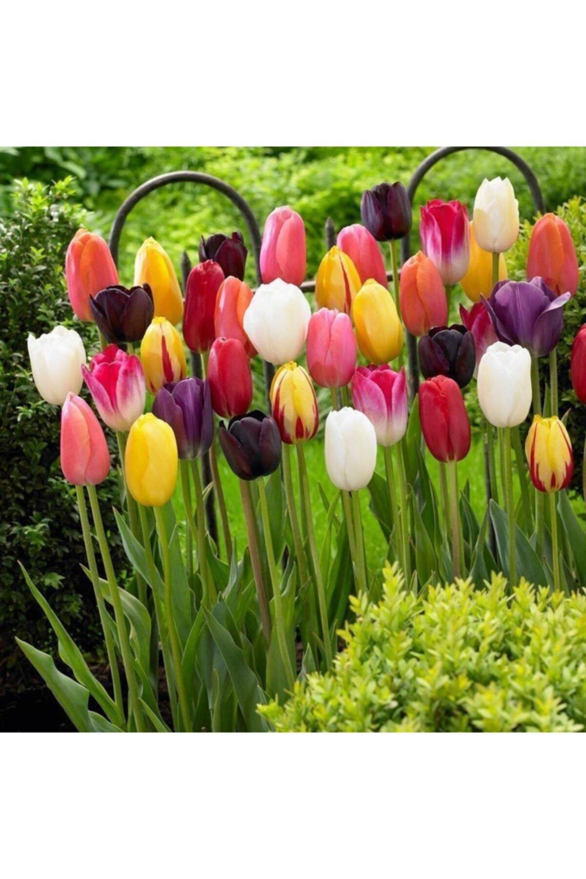 Mutlu Paket Karışık Mix Lale Soğanı (10 Adet)