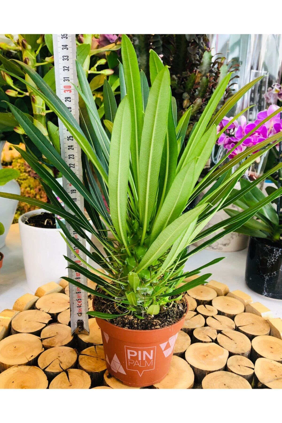 Özen Çiçekçilik Pachypodium Lamerei Madagaskar Palmiye Yapraklı Kaktüs