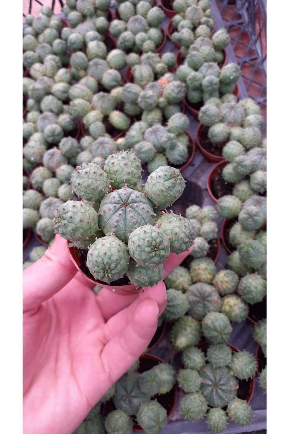 Fintarla Euphorbia Globosa 5.5 cm Kaktüs
