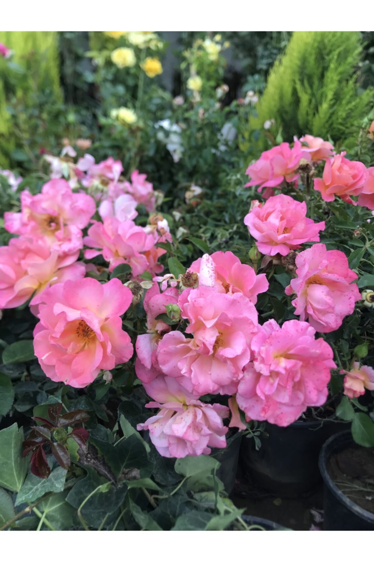 Bahçe Garden Rosa-polianna Gül 3 Litre Saksıda