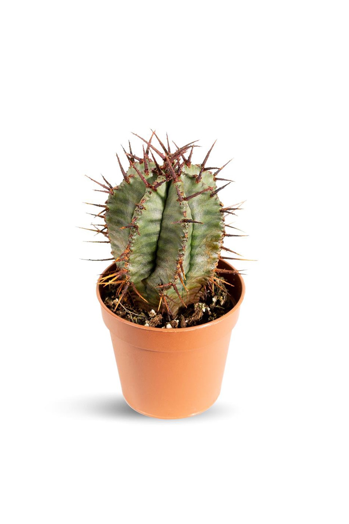 Fintarla Euphorbia Horrida Nadir Tür Kaktüs
