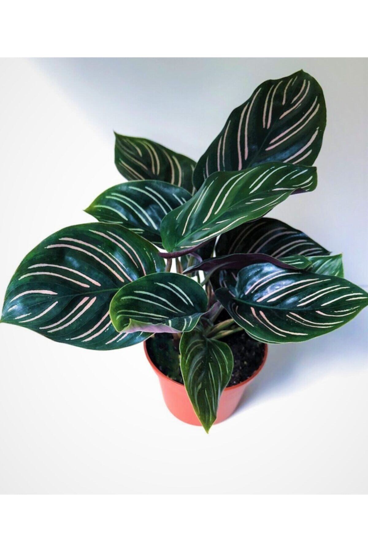 Aysima Çiçekevi Calathea Beauty Star Dua Çiçeği,büyük Saksıda,iç Mekan,ofis Bitkisi