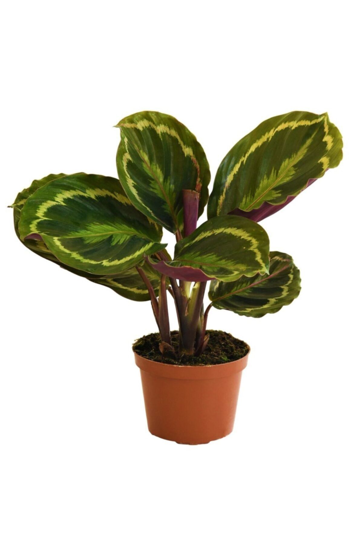 Aysima Çiçekevi Dua Çiçeği,calathea Medallion Kalatya Ithal, Büyük Saksıda