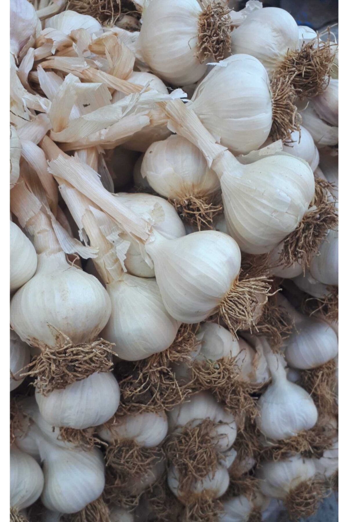 kastamonu doğal bahçe Taşköprü Sarımsağı ( Kastamonu ) % 100 Yerli - Küçük Boy-1 Kg