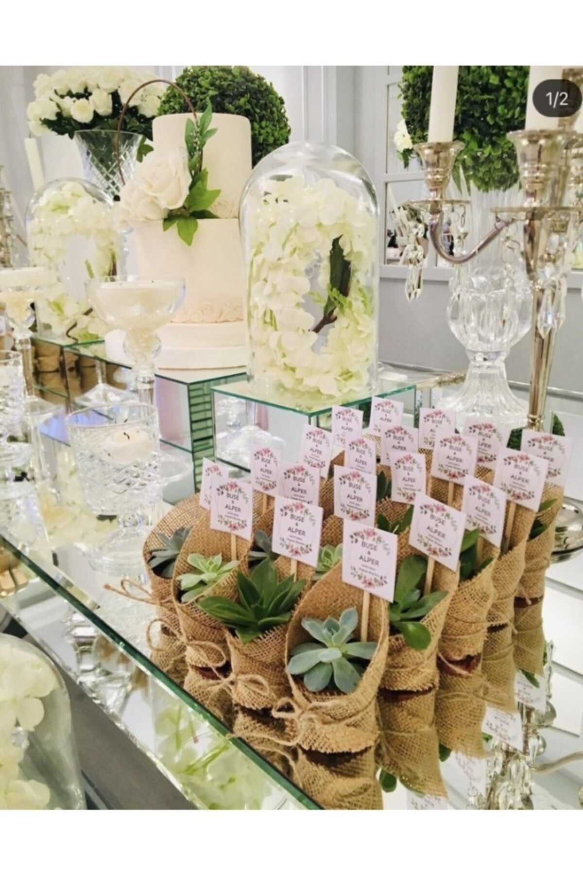 SUKULENTİSTANBUL Sukulent Nikah Şekeri- 25 Adet Sukulent Hediyelik (karma Sukulentler)