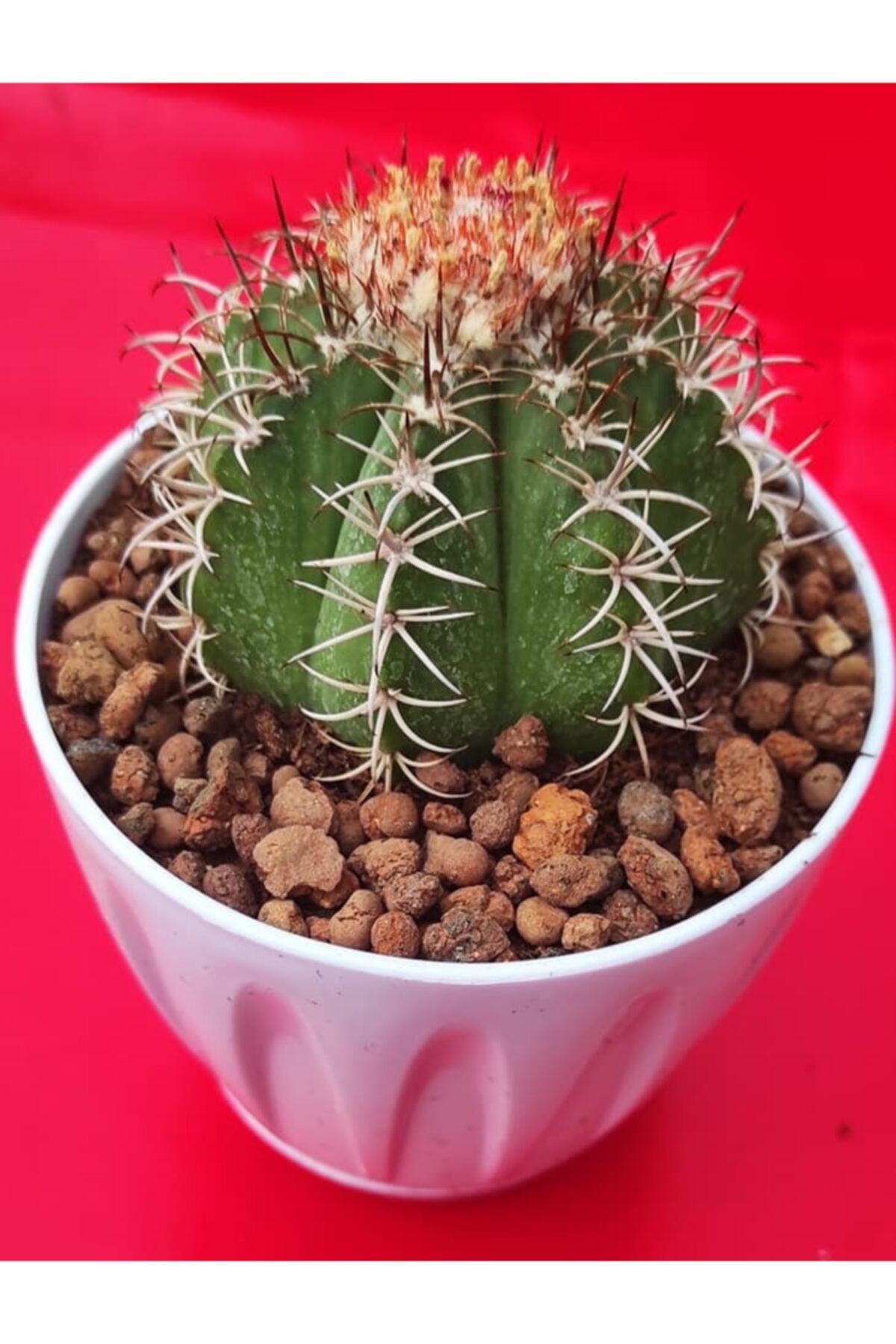 Pagoda Melocactus Matunzanus-11 Cm Saksı (12e/a)