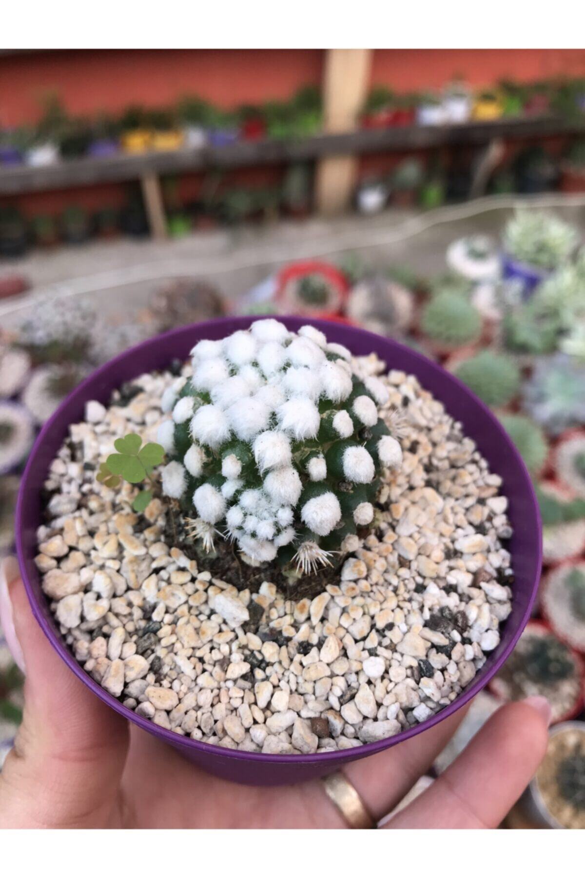 foliumbotanik Mammillaria Luethyi Morçiçek Açan Kaktüs