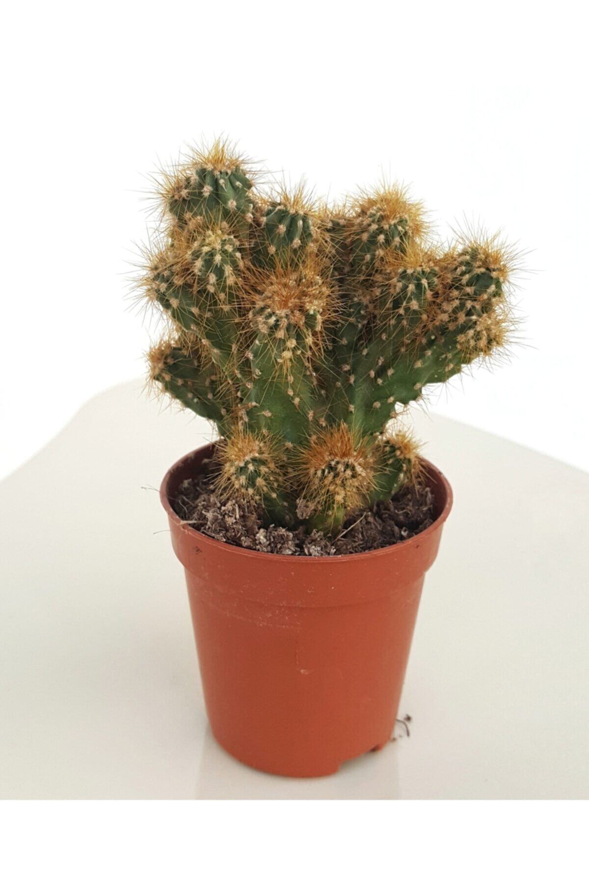 Hilal Garden Cereus Peruvianus Monstrose Ithal Özel Tür Kaktüs