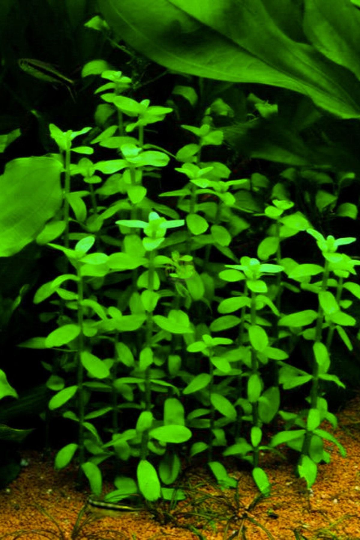 WOOF Bacopa Madagaskariensis 5 Dal ( Akvaryum Bitkisi)