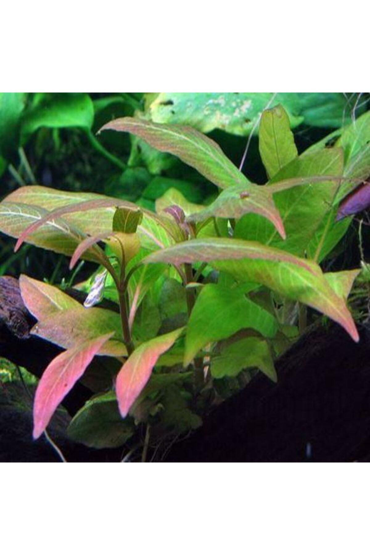 WOOF Hygrophila Compact Akvaryum Bitkisi Canlı Bitki 5 Dal