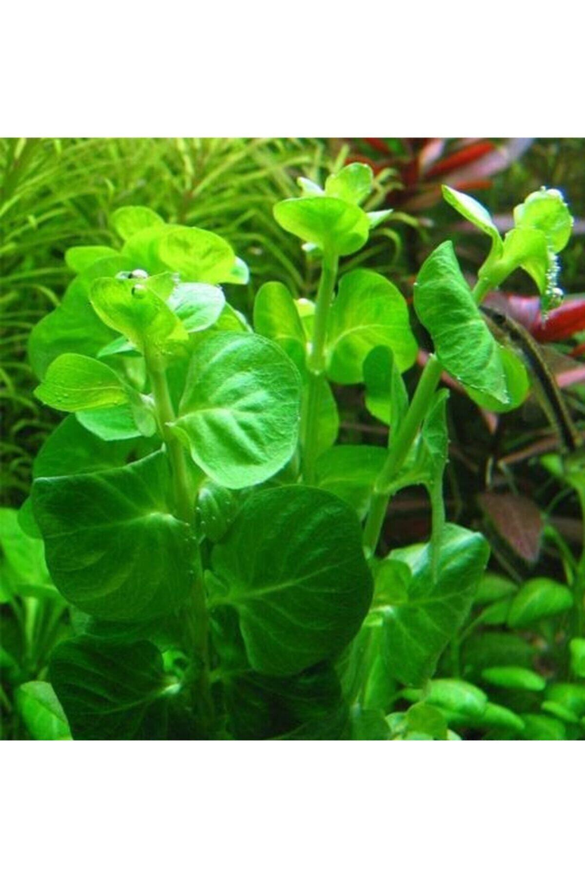 WOOF Lysimachia Nummularia Sp Green Akvaryum Bitkisi,canlı Bitki 5 Dal