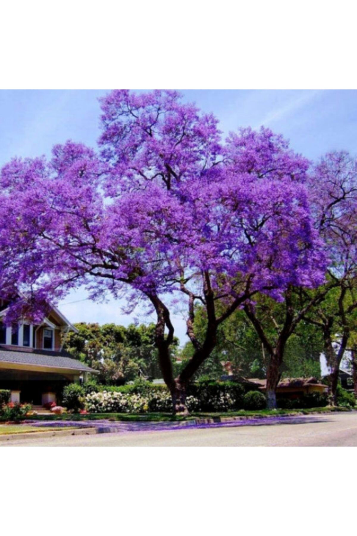 Efidancim Tüplü Mor Çiçekli Yoğun Kokulu Paulownia Ağacı Fidanı(20-40 Cm) 4 Adet Bedava Kargo