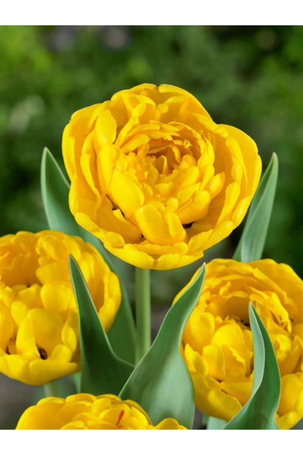 Asya 10 Adet Yellow Pomponette Sarı Katlı Lale Soğanı