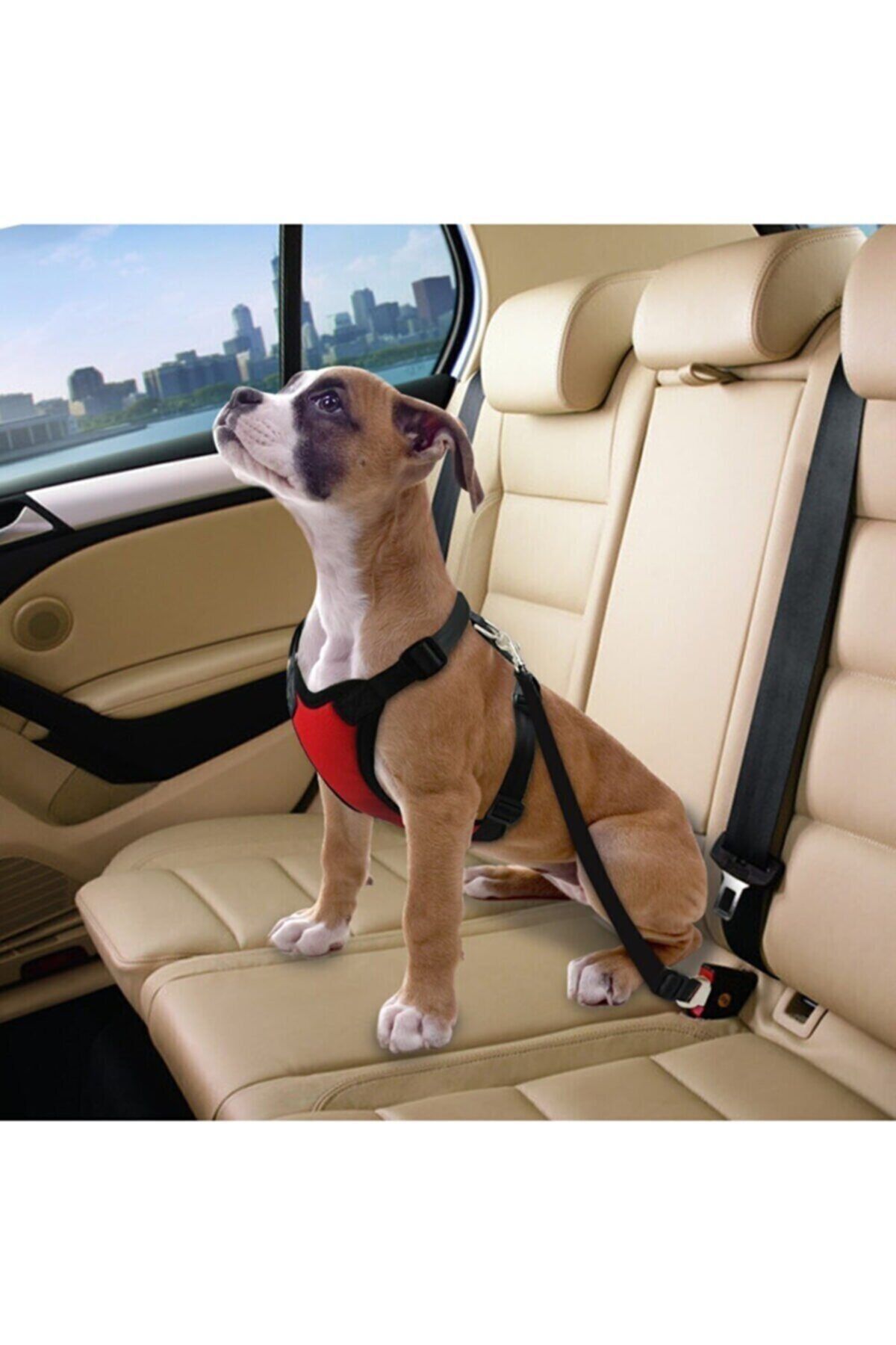 Dog seat belt collar clearance