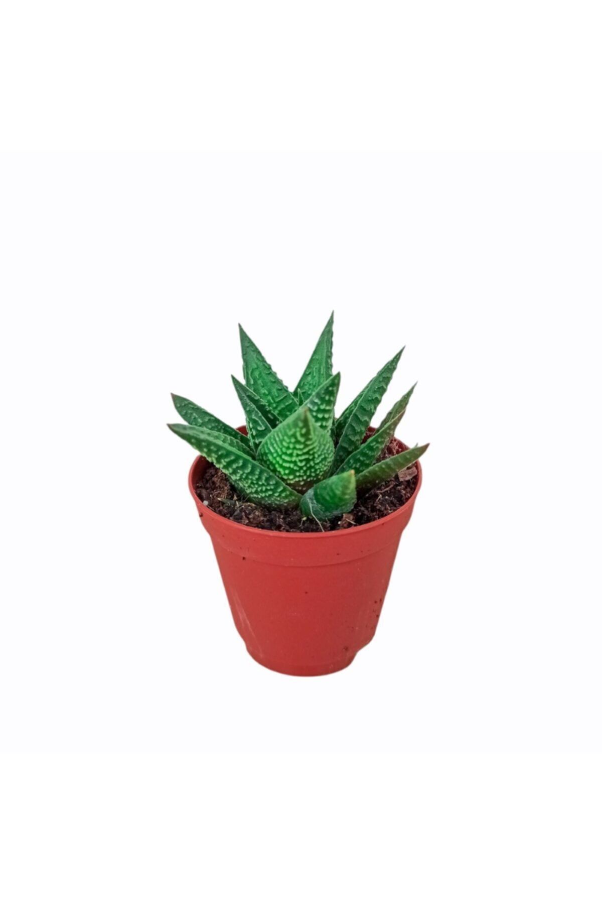 PlantGaraj Sukulent Haworthia Limifolia Köklü Canlı Yeşil Dayanıklı Sukulent Bitkisi