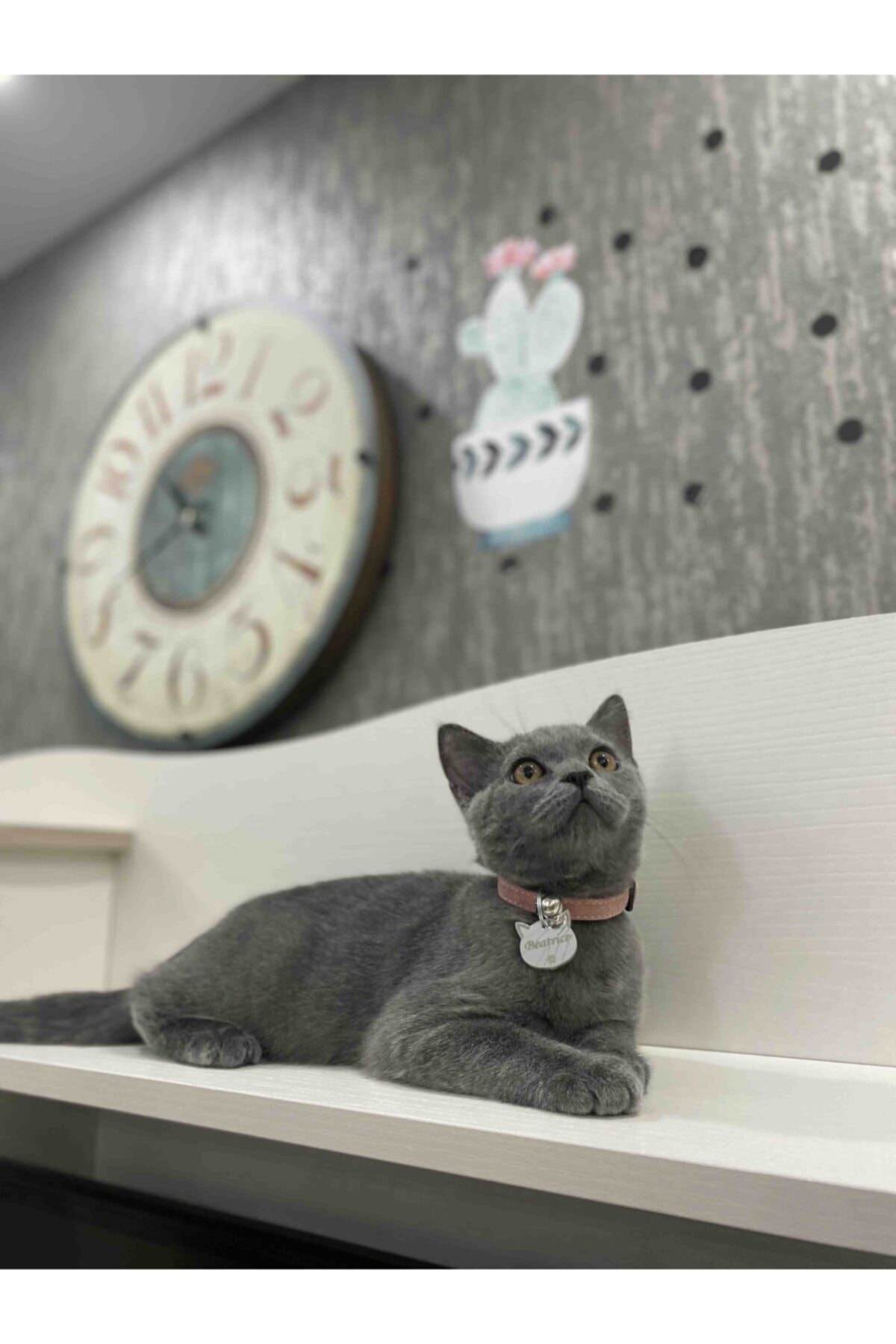 Aker Hediyelik Evcil Hayvanlara Özel Olarak Hazırlanan Kedi Künyeleri