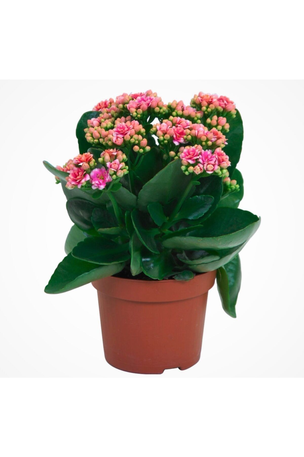Aysima Çiçekevi Pembe Çiçekli Kalanşo ( Kalanchoe ) Çiçeği Ithal Büyük Boy