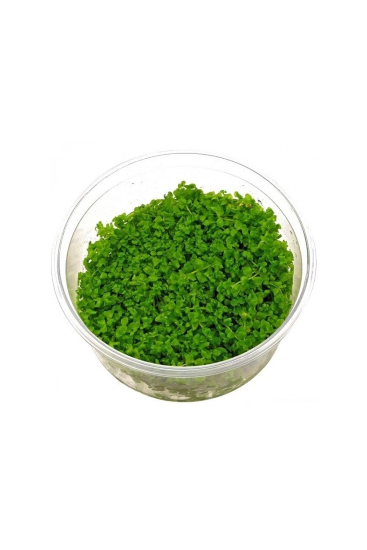 Sakura 150 Cc In Vitro Micranthemum Monte Carlo