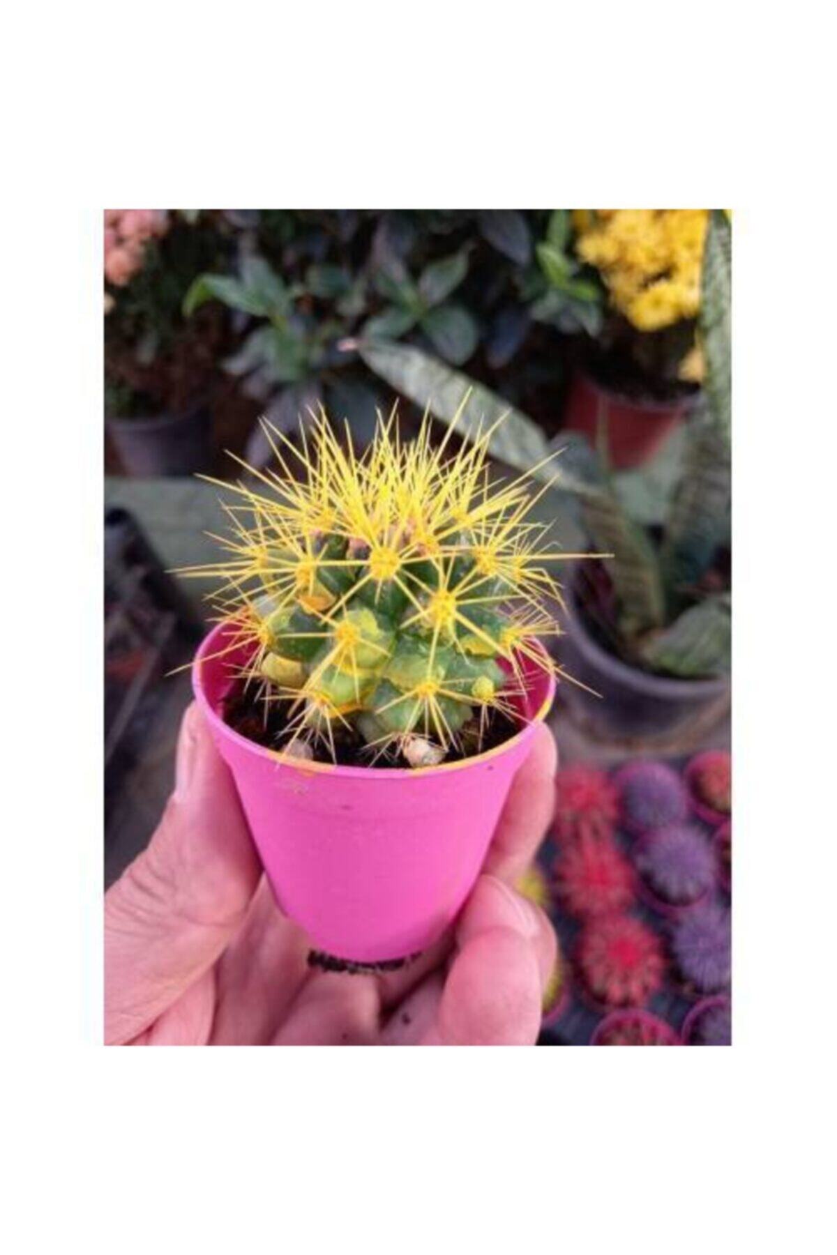 lalaahmetbotanik Sarı Dikenli Altın Fıçı Kaktüs, Echinocactus Grusonii 5,5 Cm Saksıda