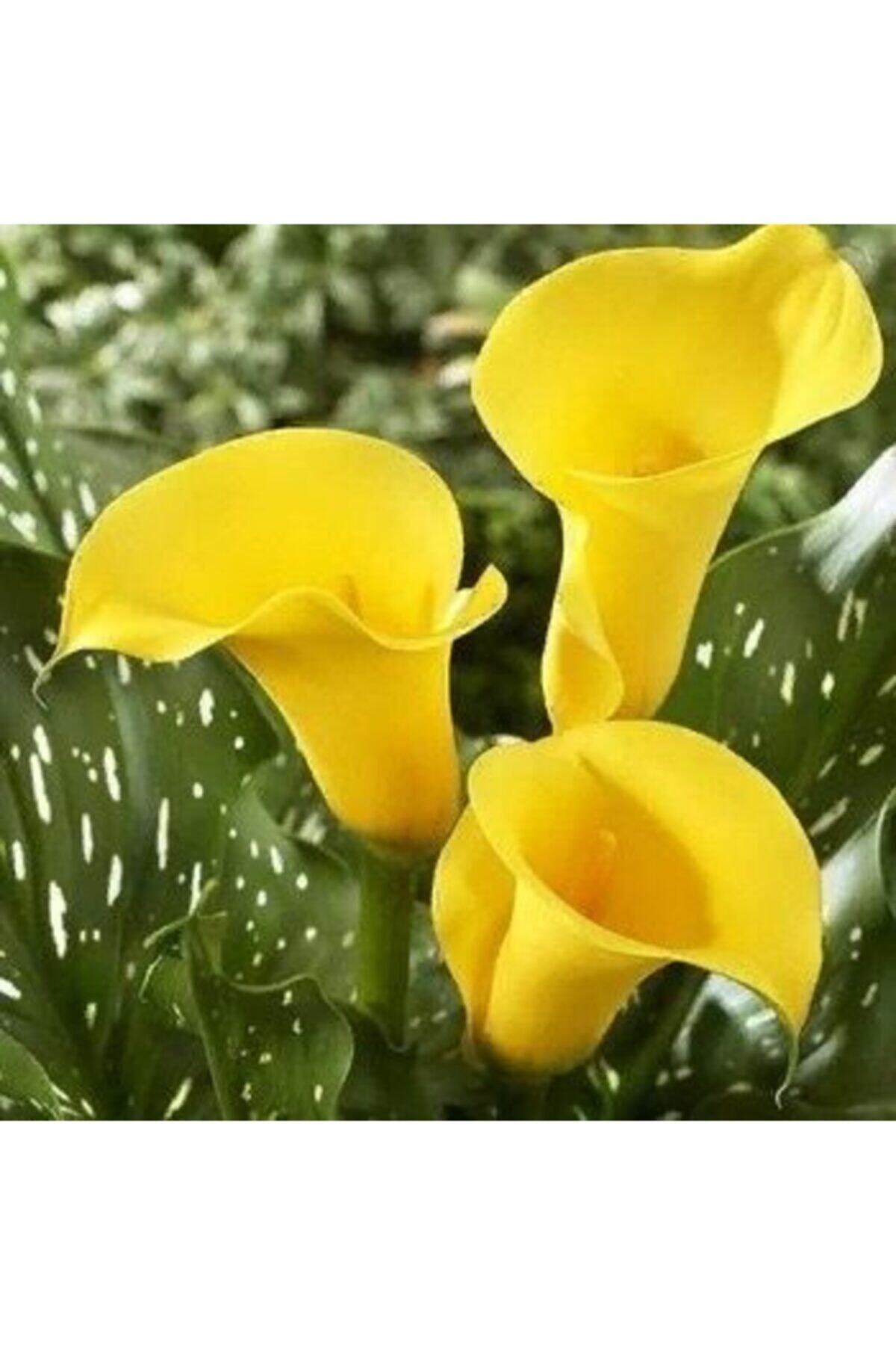 NANDİNA BOTANİK Gala Çiçek Soğanı 2 Adet-sarı