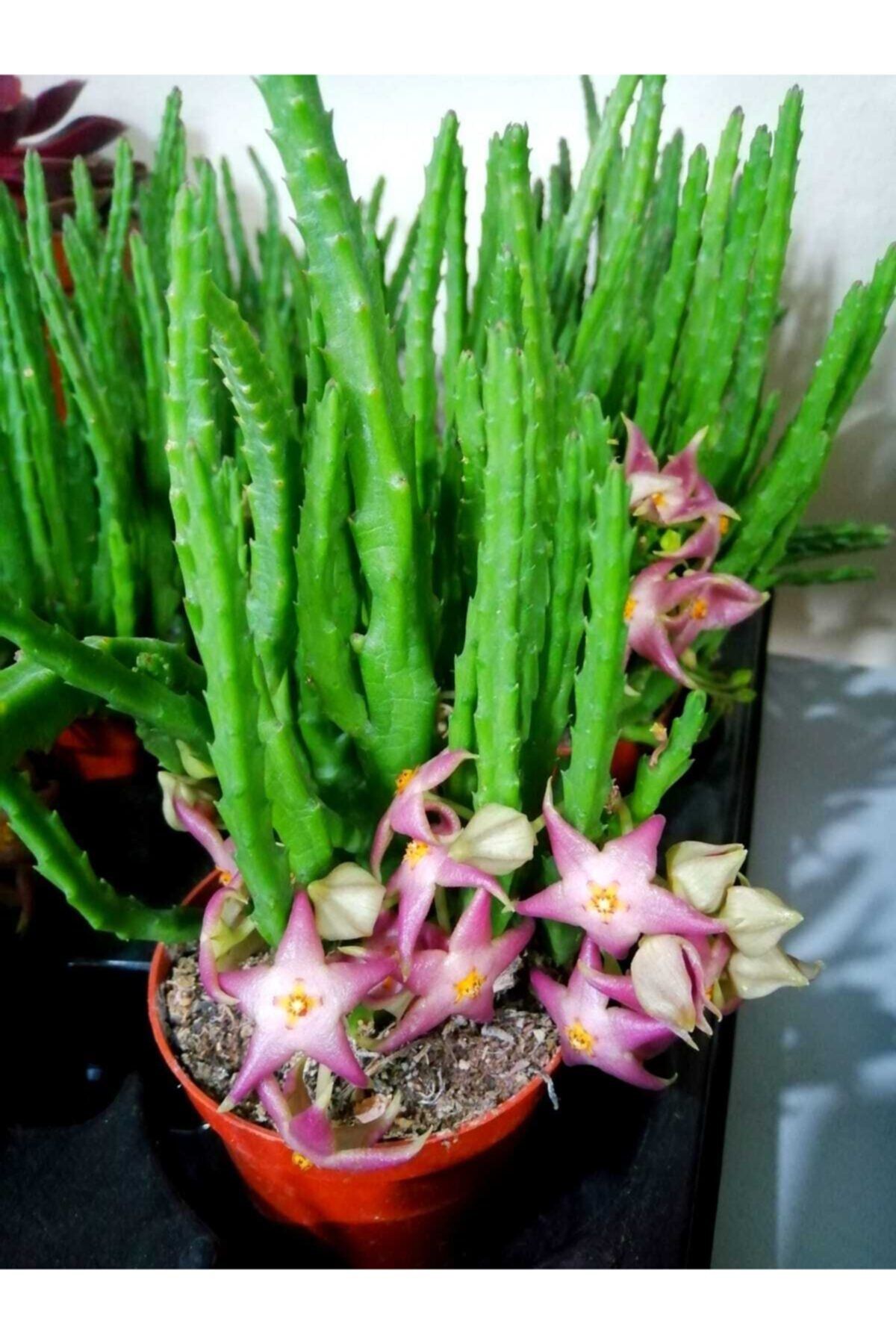Ütopya Çiçek Evi Stapelia Divaricata