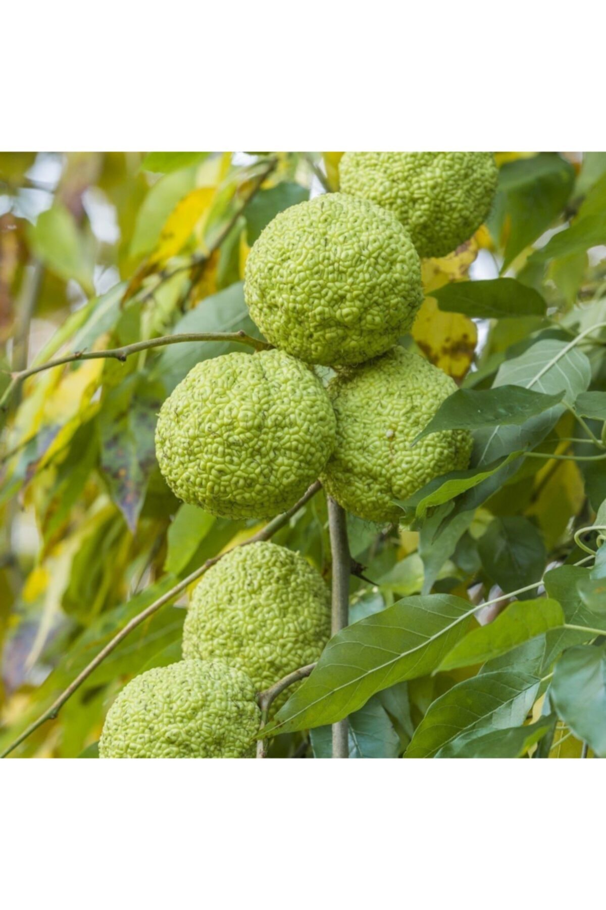 Efidancim Tüplü Nadir Bulunan Maclura Pomifera Yalancı Portakal (ayı Portakalı) Fidanı