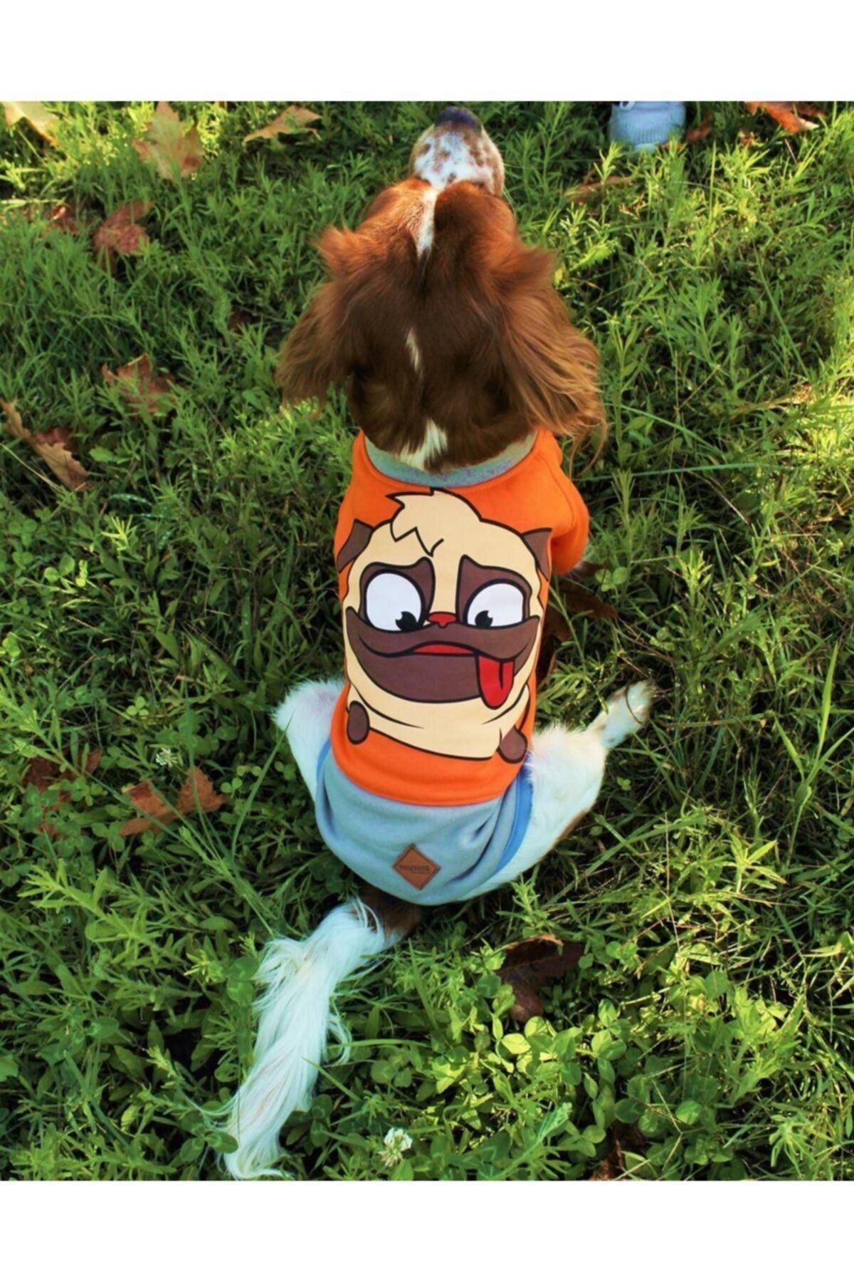 Pawstar Turuncu Pug Sweat Kedi Köpek Sweat Kedi Köpek Kıyafeti